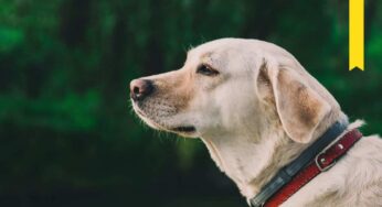 Cosa significa il nastro giallo sul collare dei cani: attenzione a questi simboli