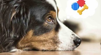 Le abilità dei nostri cani: possono ricordare il nome di un giocattolo fino a 2 anni