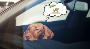 Anche gli animali soffrono per la fine delle vacanze: attenzione a questi comportamenti