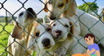 Un fondo da 60mila euro per chi si è preso cura degli animali: chi può fare richiesta