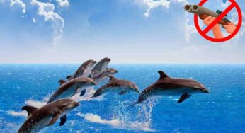 Giappone, riparte il Taiji: il massacro dei delfini scatena proteste in tutto il mondo