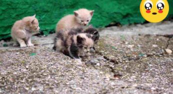 Gattini abbandonati, cosa puoi fare per salvarli? Chi chiamare e come comportarsi
