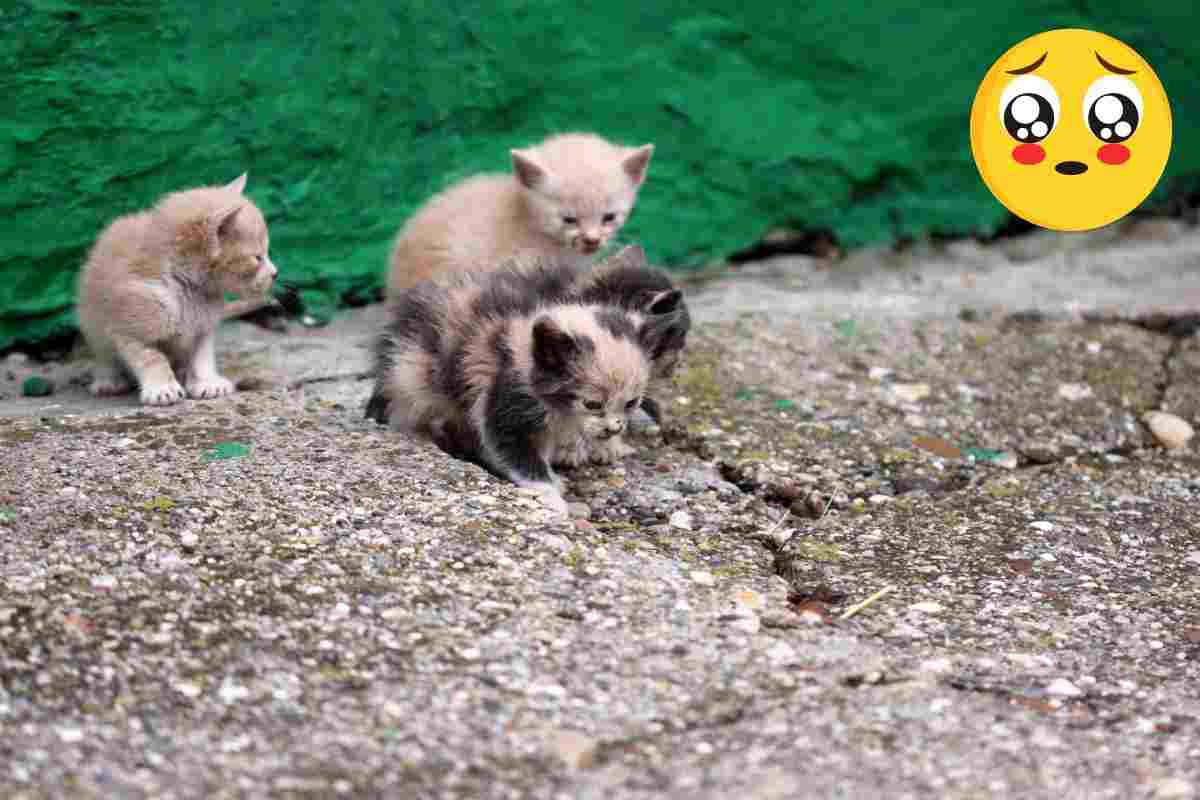 gattini abbandonati
