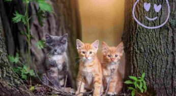 Come tenere gatti indesiderati lontano dal proprio giardino: 6 consigli (sicurissimi)