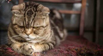 Acne felina, perché non devi sottovalutarla: come riconoscerla e cosa fare
