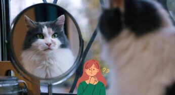 Davvero i gatti ci vedono come “felini giganti”? La verità dietro questa credenza popolare