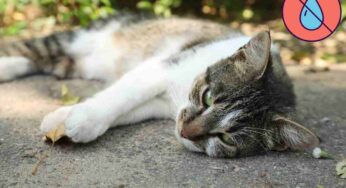 Come capire se il gatto è disidratato: 10 sintomi a cui fare attenzione