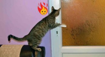 Perché ai gatti non piacciono le porte chiuse: come interpretare questo comportamento