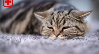 Non dare mai uno di questi 13 alimenti al tuo gatto: è molto pericoloso