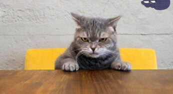 Come capire se non piaci ad un gatto: non sottovalutare mai questi segnali