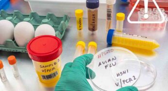 Influenza aviaria emergenza in tutto il mondo: già morti 250milioni di volatili