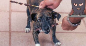 Fino a 5 anni di carcere per chi ruba cani o gatti: la nuova legge