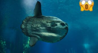 Queste sette creature marine che esistono davvero ma sembrano uscite da un film di fantascienza