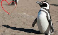 pinguino amicizia uomo