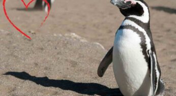 Il pinguino Dindim e la straordinaria amicizia con l’uomo che gli ha salvato la vita diventano un film