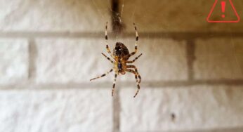 Ragni in casa, quali sono quelli pericolosi? Se vedi questi devi allarmarti