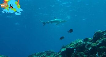 Perché gli squali si allontanano dalla barriera corallina: perché succede (e dove li vedremo nei prossimi anni)