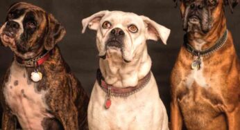 I cani riconoscono la nostra voce? Ecco la risposta (certa)