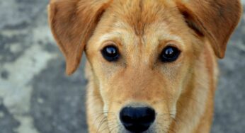 Una donna piange per un lutto: la reazione della cagnolina Molly è strappalacrime