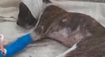 Era in fin di vita, dopo l’adozione rinasce: il prima e il dopo del cagnolino è strappalacrime