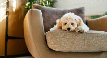 Perché i cani sospirano? Che cosa significa e perché prestare molta attenzione