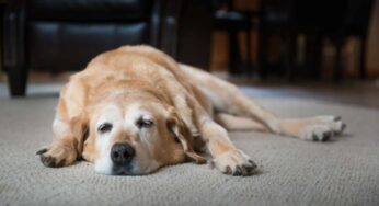 I segnali per riconoscere quando il cane è anziano
