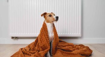 Queste razze di cani non tollerano il freddo: come aiutarli e a cosa fare attenzione