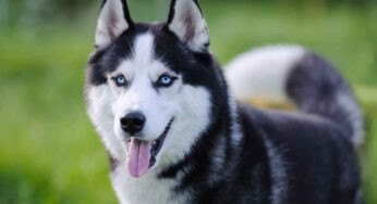 Se hai un cane husky, leggi qui: a quali sintomi e malattie devi stare attento