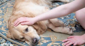 Malattie dei cani: quali sono le più comuni e come curarle