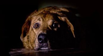 Leishmaniosi nel cane: come proteggerlo dai pericoli