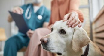 Il singhiozzo del cane: sintomi e rimedi, perchè succede