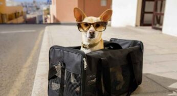 Portare il cane in aereo: quando è possibile farlo e a regole bisogna stare attenti