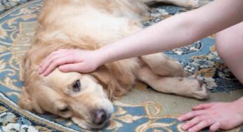 Come addestrare un cane: ecco tutti i trucchi utili