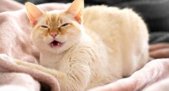 Non sottovalutare gli starnuti dei gatti: possono nascondere queste malattie