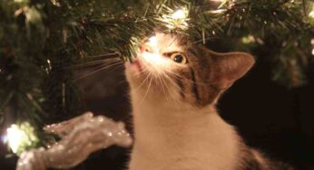 Decorazioni natalizie, attento a quali metti in casa: queste diventano pericolose per cani e gatti