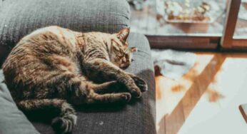 Se hai un gatto anziano in casa fai attenzione a queste malattie: come prevenirle