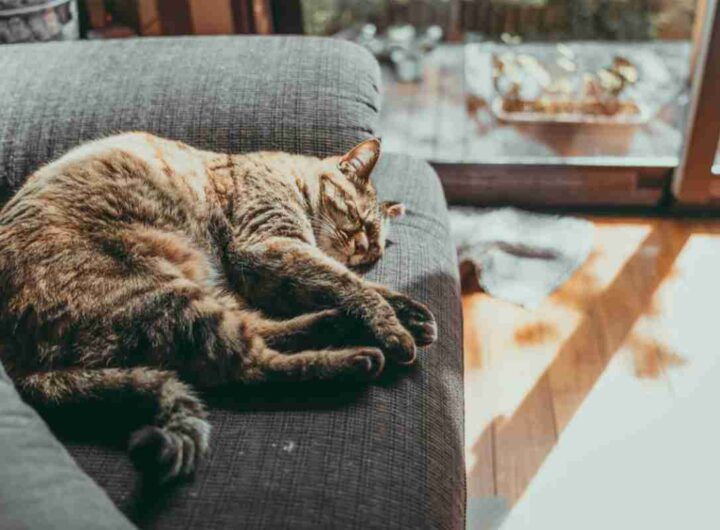 Gatto casa