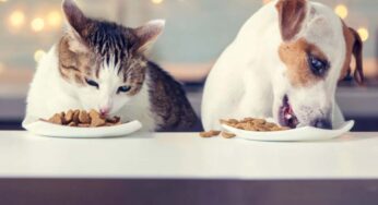 Avanzi di Natale, attenzione a cosa mangiano i nostri cani e gatti: il pericolo da non sottovalutare