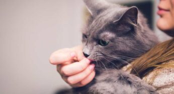 Perchè il gatto ci lecca: cosa significa davvero (e perchè lo fa)