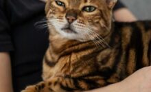 Gatto-sta male 30122024 velvetpets