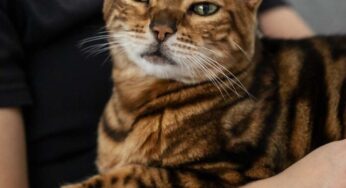 Come capire che il gatto sta male? Attenzione a questi indizi