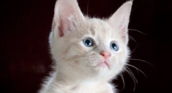 Come capire che il gatto sta male? Attenzione a questi indizi