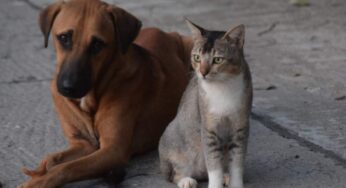 Come far socializzare il cane e il gatto: il trucco per farli diventare amici