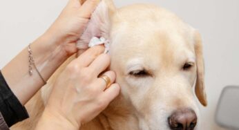 Come pulire per bene le orecchie del tuo cane e perché è importante farlo: te lo spiega una veterinaria
