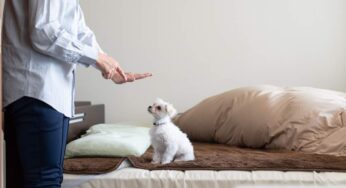 Cuccioli, come insegnare al tuo a fare i bisogni: i trucchi