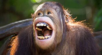 Gli animali ridono? Ecco cosa sappiamo