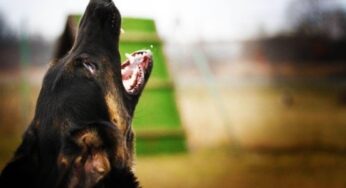Perché i cani abbaiano? Cosa vogliono comunicarci (davvero)