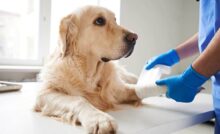 Quali malattie può trasmettere il cane?