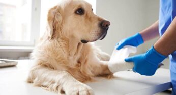 Malattie del cane: quali possono essere