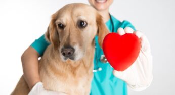Infarto, il cane che riduce del 33% il rischio di morte